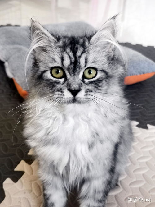 闲鱼收到宠物猫怎么办呢