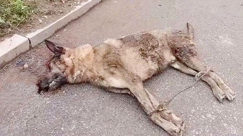 宠物狗绑的绳子怎么绑的