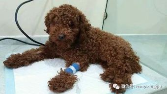 宠物狗脱水贫血怎么办啊