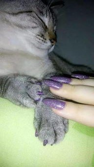 宠物猫指甲过长怎么办