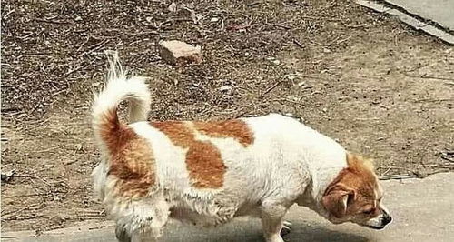 宠物狗怀孕难产怎么办啊
