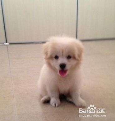 怎么样选宠物狗幼犬品种