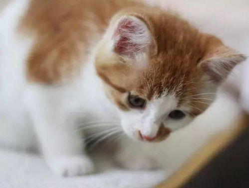 害怕宠物猫怎么克服他