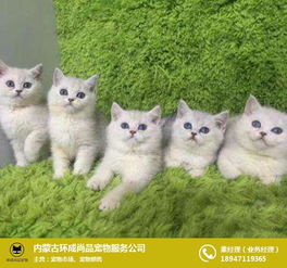 小河宠物猫洗澡怎么洗