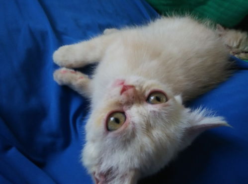 家养宠物猫怎么买好