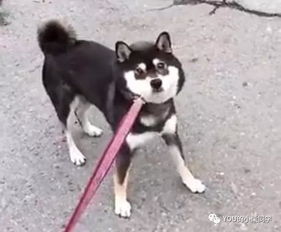 黑柴犬多少钱一只