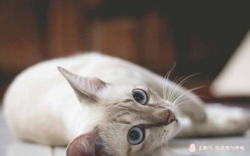 宠物猫怎么清理
