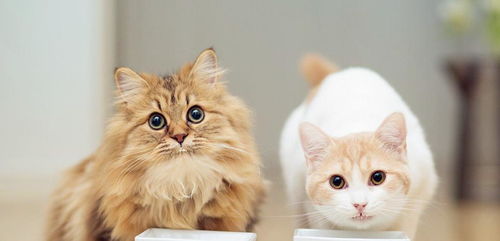 喂宠物猫的一天怎么喂