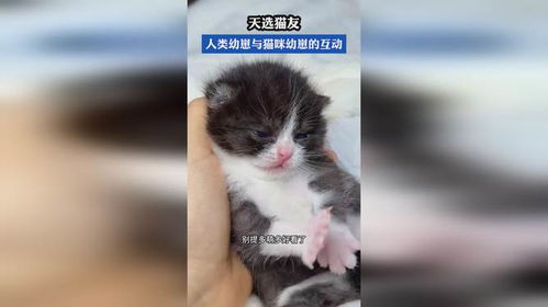 怎么选宠物猫幼崽