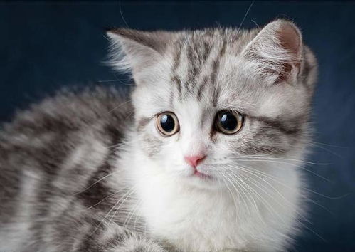 宠物猫怎么订购