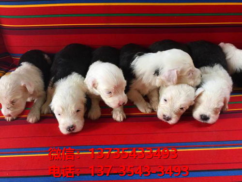 宠物狗幼崽怎么卖的啊
