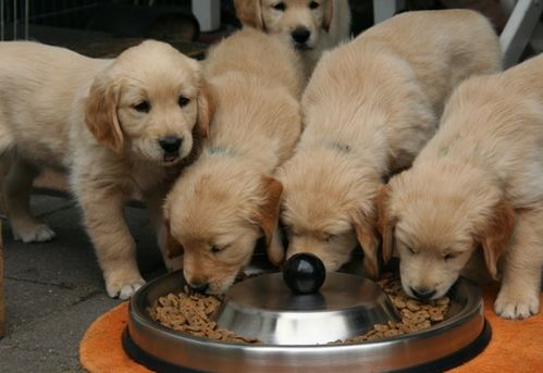 金毛幼犬一次喂多少