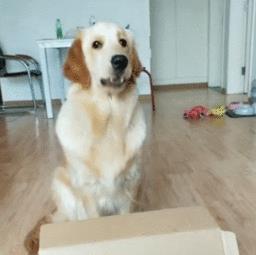 宠物猫怎么砍价