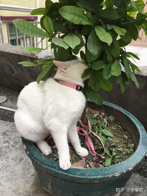 农村怎么样宠物猫养殖业