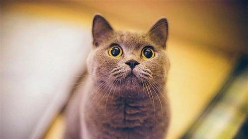 宠物猫怎么活