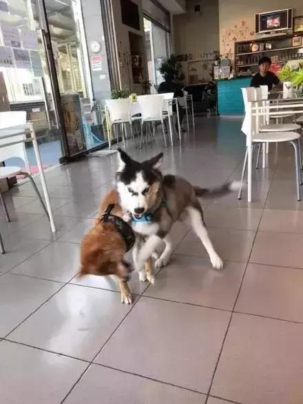 家里的宠物狗打架怎么办