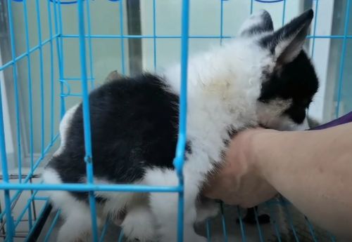 宠物狗怎么做犬瘟检测的
