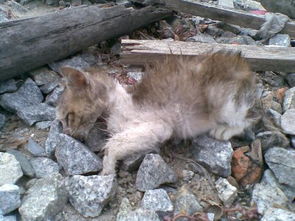 宠物狗猫被丢弃怎么办啊