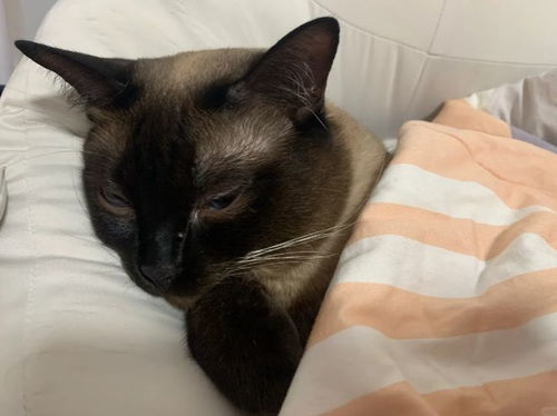 宠物猫怎么盖被子