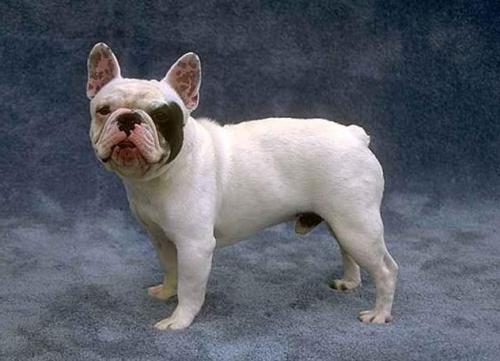 法式斗牛犬多少钱