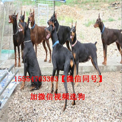 小杜宾犬价格多少