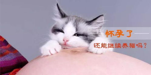 怀孕家里怎么养宠物猫