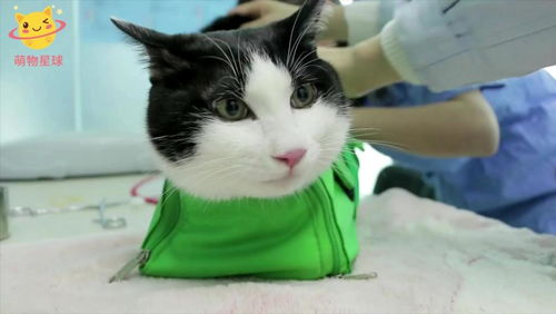 宠物猫怎么生产的