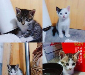 宠物猫下崽怎么补奶的呢