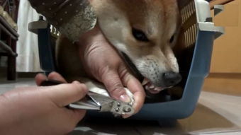 宠物狗怕剪指甲怎么办啊