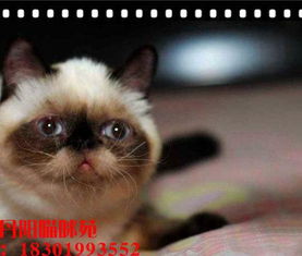 宠物猫办理宠物证怎么办