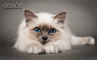 宠物猫怎么来