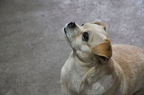 家有萌犬宠物狗怎么办呢