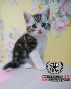 美国怎么买宠物猫