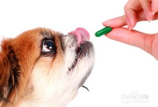 宠物狗零食怎么挑的啊