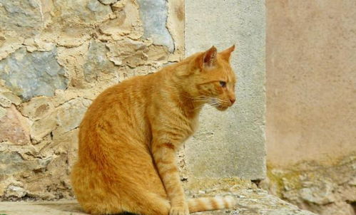 宠物猫怎么捕鼠