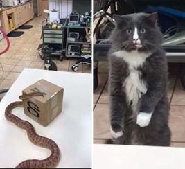 宠物猫抓蛇回家怎么办啊