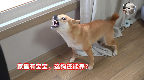 宠物狗要怎么养才不会死