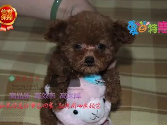 宠物狗纯种泰迪怎么养的