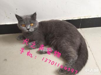 宠物猫怎么接送