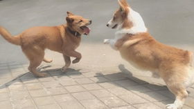 宠物狗被老人吃了怎么办