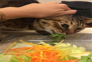 宠物猫怎么吃生菜的