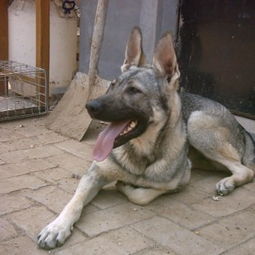 狼青犬价格是多少