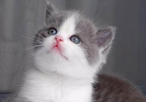 宠物猫怎么得弓形虫的病