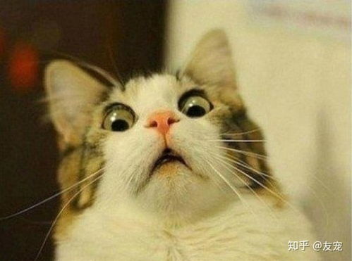 宠物猫咬了怎么处理