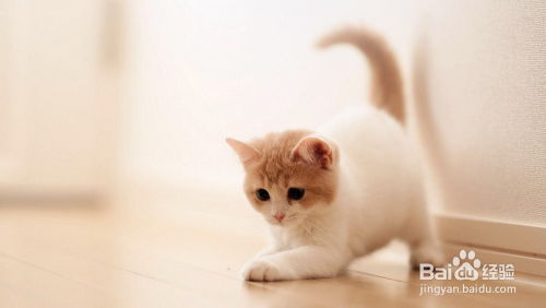 家养宠物猫怎么喂养