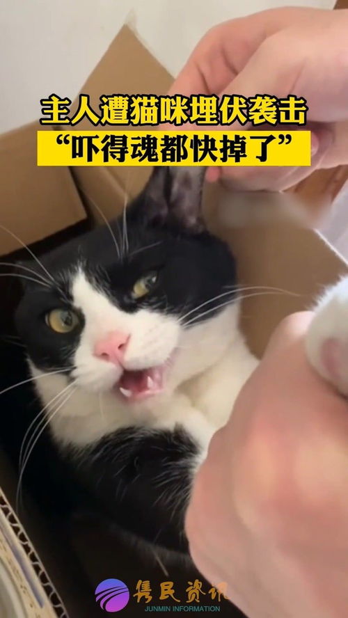 主人教训宠物猫怎么教训