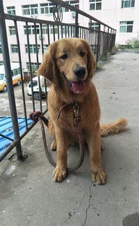 打工的宠物狗怎么养的好