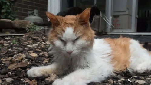 宠物猫怎么老拉稀粑粑