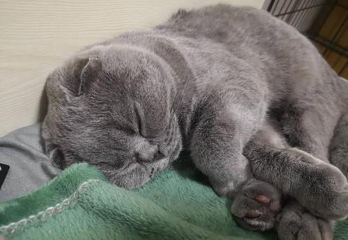 宠物猫没有宠物证怎么办