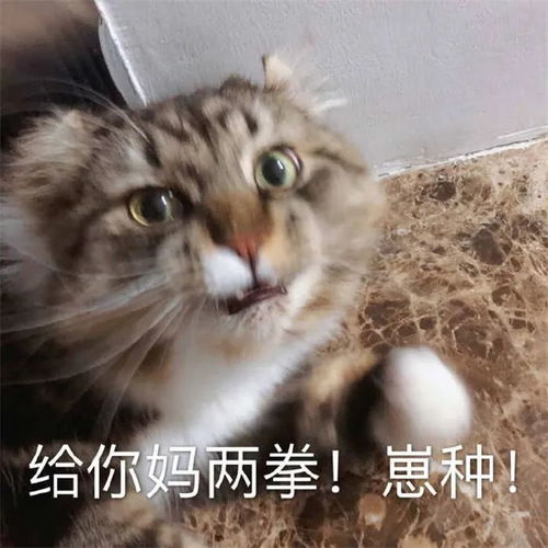 宠物猫怎么聊天
